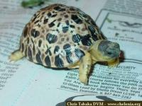 Radiated Tortoise, Geochelone radiata