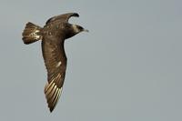 Pomarine Jaeger
