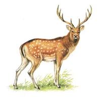 우수리사슴 Cervus nippon hortulorum (Pekin Sika)