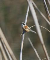 Penduline Tit (Remiz pendulinus)