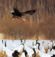 White-tailed Eagle w/Japanese Cranes
