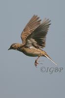 Corn Bunting and Skylark at Moortown, near Crudgington (Ian Butler) 2005