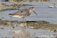 Grey-tailed Tattler