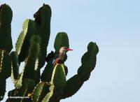 Grey-headed kingfisher, Halcyon leucocephala, on a Euphorbia plant