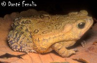 : Bufo ocellatus