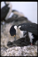 : Phalacrocorax bransfieldensis; Antarctic Shag