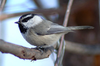 : Poecile gambeli; Mountain Chickadee