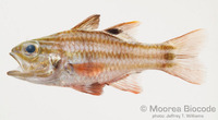 : Ostorhinchus taeniophorus