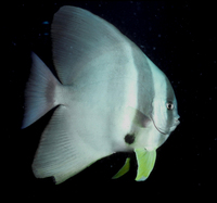 : Platax pinnatus; Spade Fish