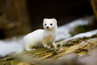 : Mustela erminea; Ermine