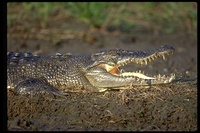 : Crocodylus porosus; Salt Water Crocodile