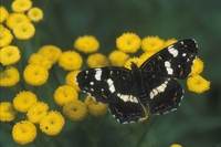 : Araschnia levana