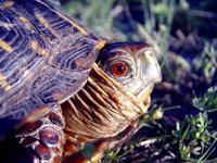 : Terrapene ornata; Ornate Box Turtle