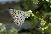 : Lycaena arota; Tailed Copper