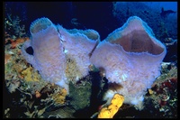 : Callyspongia plicifera; Azure Vase Sponge