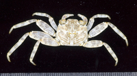 : Grapsus tenuicrustatus