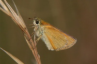 : Thymelicus lineola; European Skipper