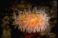 : Tealia piscivora; Rose Anemone