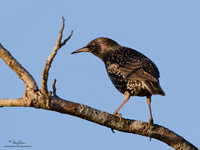 Common Starling (male) Scientific name - Sturnus vulgaris