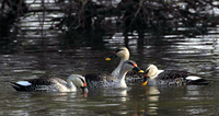 Spot-billed Ducks