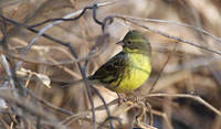 Male Black-faced Bunting Emberiza melanocephala personata