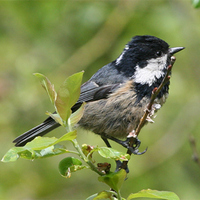 Coal Tit