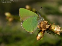 Grøn busksommerfugl (Callophrys rubi) Foto/billede af