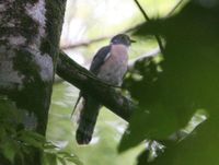 Northern Hawk Cuckoo » Cuculus hyperythrus