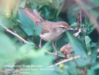 No. 338+ Cettia canturians. Manchurian Bush Warbler (or Chinese Bush Warbler). Chosen-uguisu