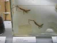 Arcturus baffini