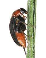 Mordellochroa abdominalis