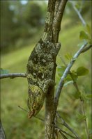 Parsons Kameleon (Chamaeleo parsonii) 66K