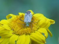 Adelphocoris lineolatus - Alfalfa Plant Bug