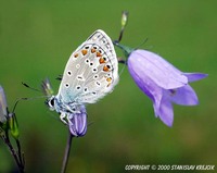 Polyommatus icarus - Common Blue