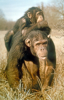 Chimpanzee (Pan troglodytes)