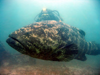 Image of Epinephelus itajara, Itajara, Vièy, Havaborre, Giant seabass, Jewfish, Grouper, Hamlet,...