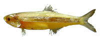 Anchoviella lepidentostole, Broadband anchovy: fisheries