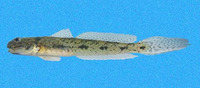 Ctenogobius sagittula, Longtail goby: