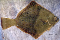 Hypsopsetta guttulata, Diamond turbot: