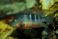 Thorichthys meeki, Firemouth cichlid: aquarium