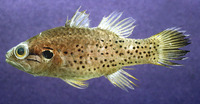 Fowleria punctulata, Spotcheek cardinalfish: