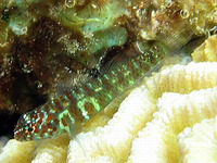 Eviota prasina, Green bubble goby: