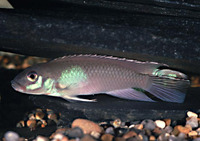 Nanochromis parilus, : aquarium