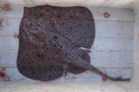 Rajella leopardus, Leopard skate: fisheries