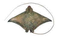 Aetomylaeus maculatus, Mottled eagle ray: fisheries