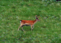 Image of: Cervus nippon (sika deer)