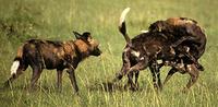 Image of: Lycaon pictus (African wild dog)