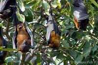 Image of: Pteropus giganteus (Indian flying fox)