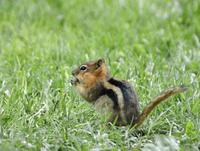 Image of: Spermophilus lateralis (golden-mantled ground squirrel)