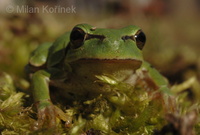 Hyla arborea arborea